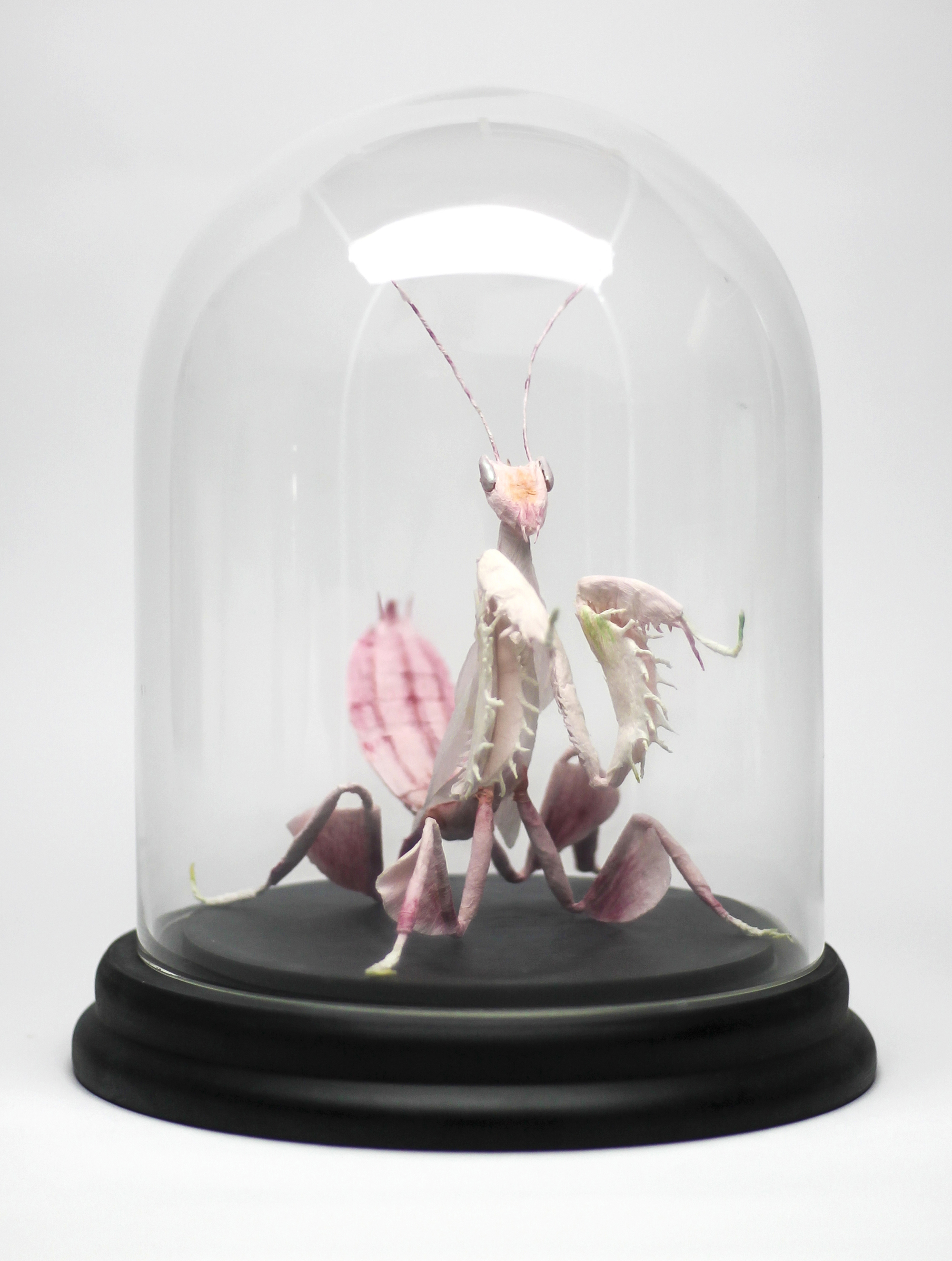 Crepe_Paper_Insects_PaperArt_Praying_orchid_mantis_by_faltmanufaktur09